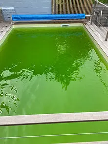 Traitement eau verte piscine